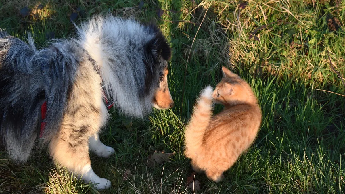 Do Dogs or Cats Have Better Hearing? Ear Anatomy Compared