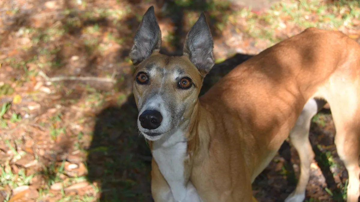 Doxycycline for Kennel Cough in Dogs: Does It Help?
