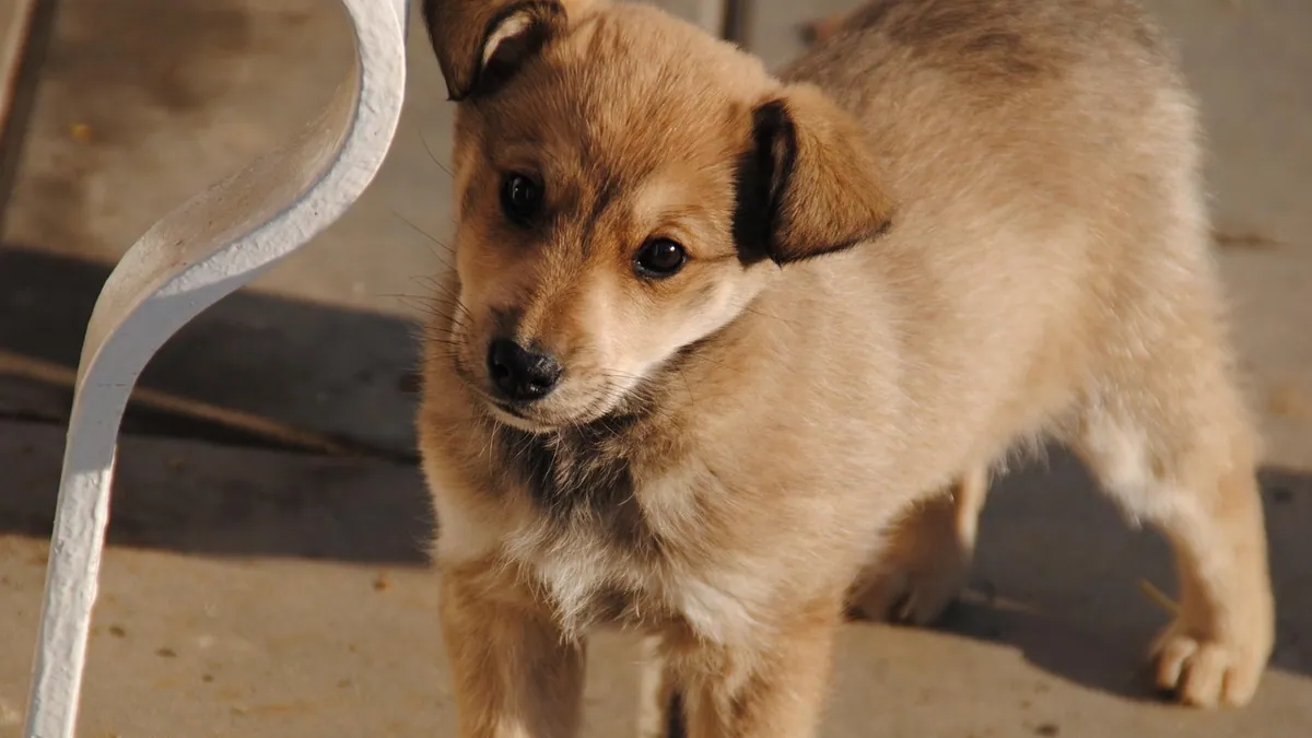 Drontal for Dogs: Dosage, Frequency, and Safety