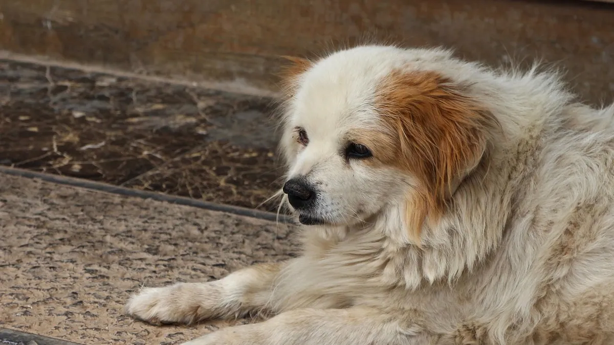 Drontal for Dogs Side Effects: What to Watch For