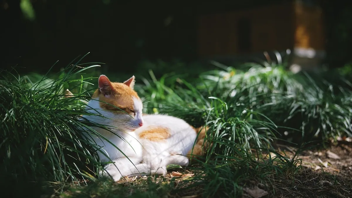 Drontal for Cats Instructions: How to Give It Safely