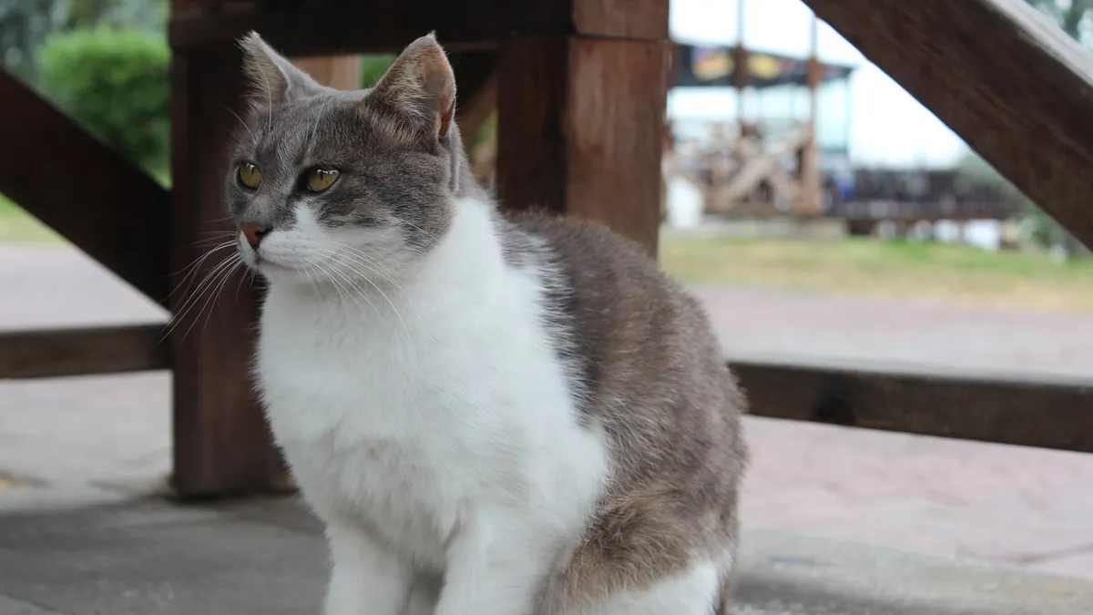 Drontal for Cats: Side Effects and What to Expect