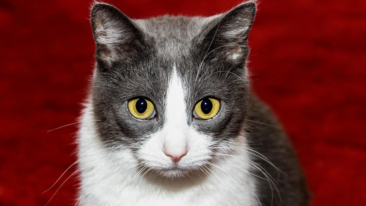 Does Drontal Treat Tapeworms in Cats?