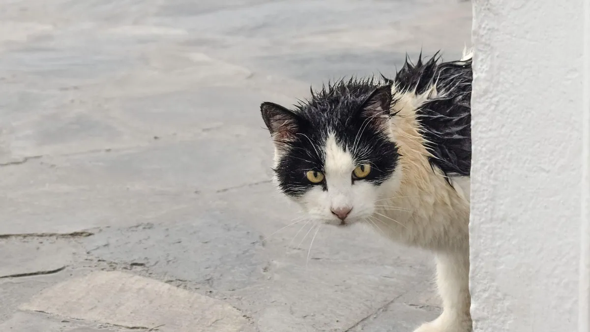 Dry Drowning in Cats: Symptoms and Emergency Steps