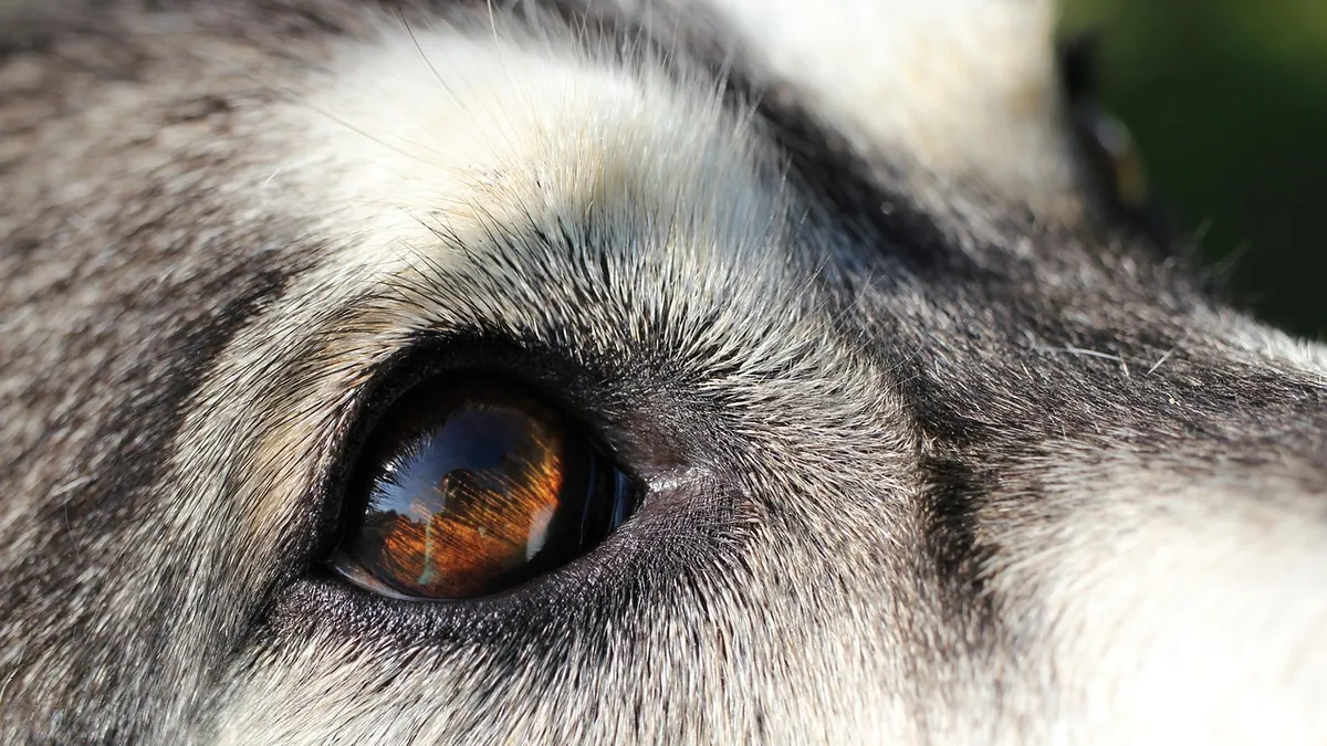 Dry Eye in Dogs: Symptoms, Causes, and Treatment