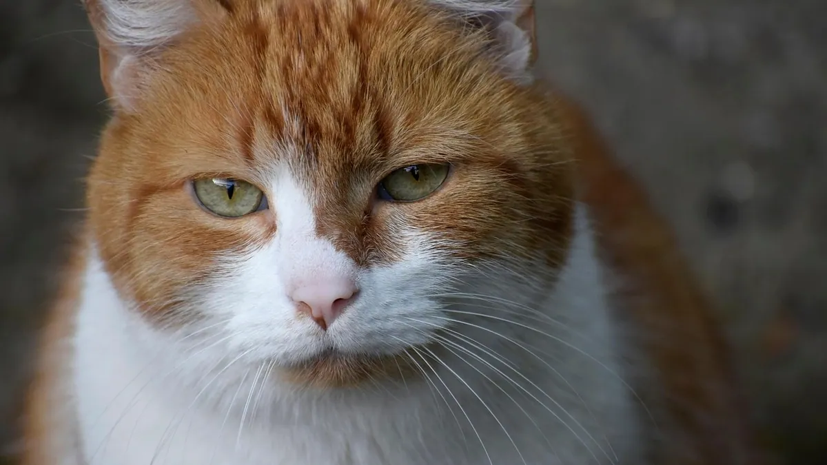 Dry Eye in Cats: Symptoms and Treatment Options