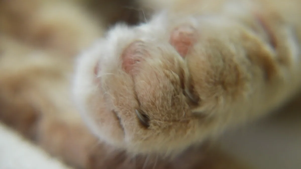 Dry Paw Pads in Cats: Causes and Home Care