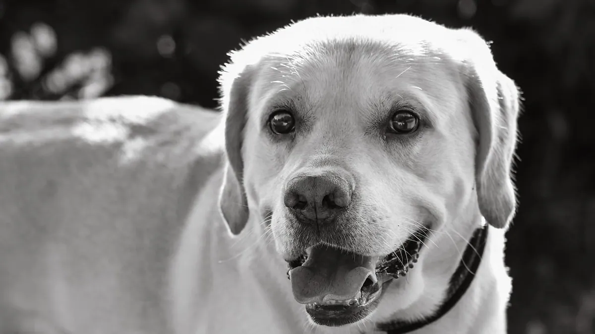 E-Collar After Dog Surgery: Types, Fit, and How Long to Use