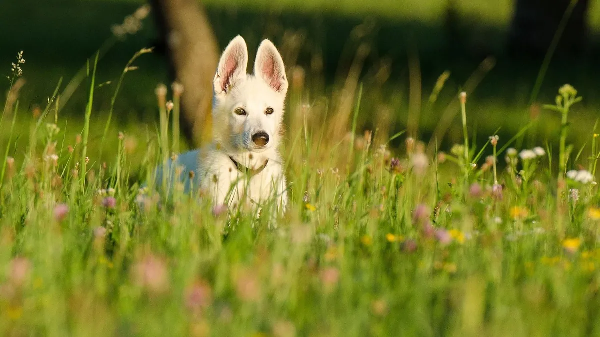 Are Easter Lilies Poisonous to Dogs?