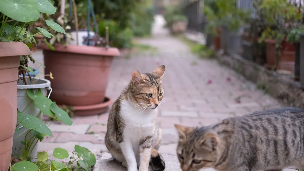 Is Echeveria Succulent Toxic to Cats? Safety Facts