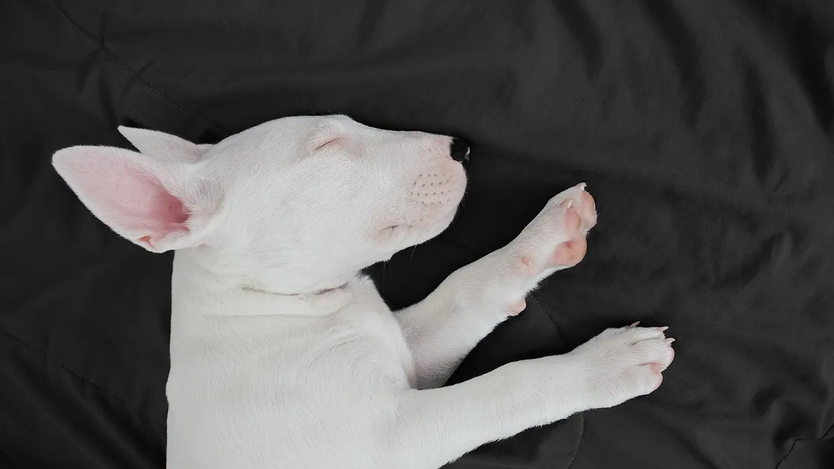 Eclampsia in Dogs: Meaning, Signs, and Emergency Care