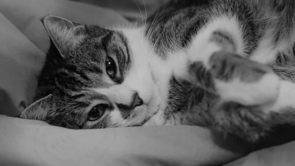 Eclampsia in Cats: Symptoms, Risks, and Emergency Care