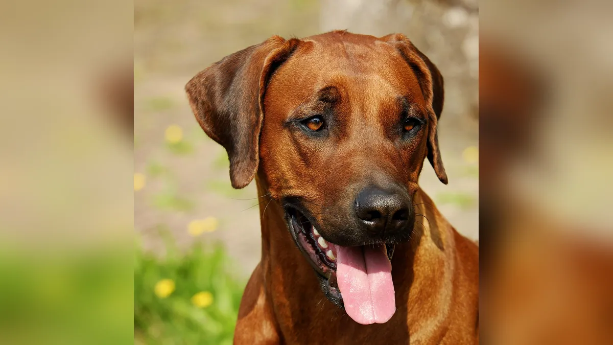 Is Edible Glitter Toxic to Dogs? Safety Guide