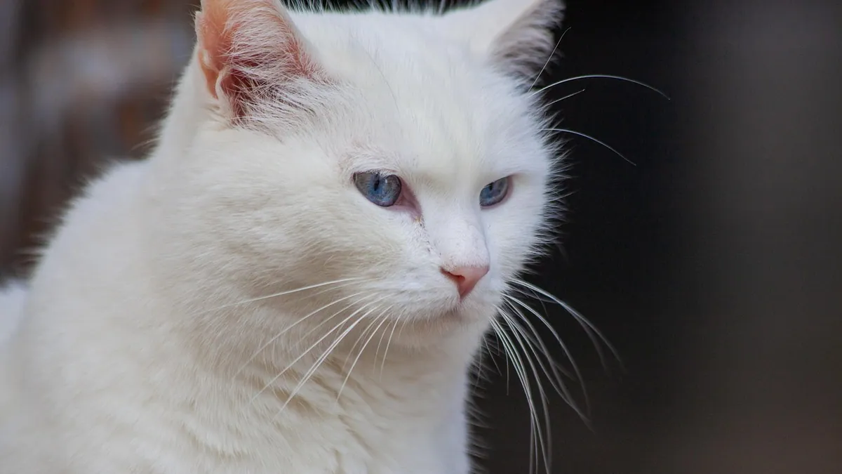 Ehrlichiosis in Cats: Treatment and Recovery