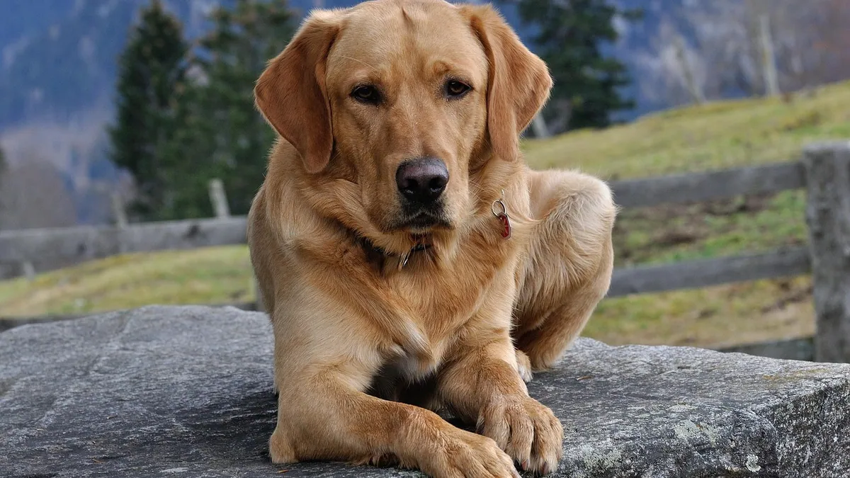 Elbow Calluses in Dogs: Causes and How to Treat Them