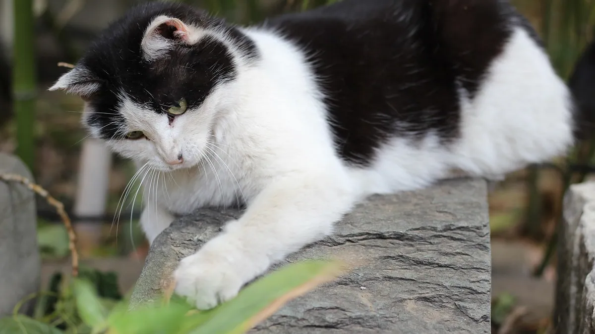 Elbow Dysplasia in Cats: Symptoms and Care