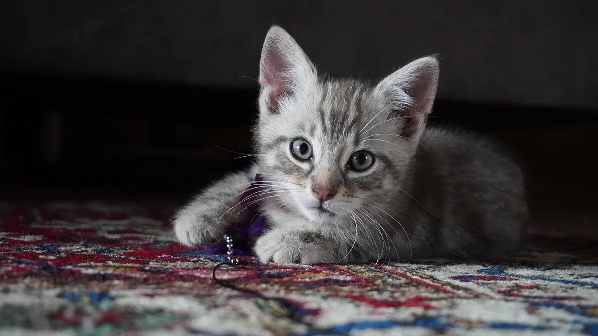 Electrocution in Cats: Treatment After a Shock