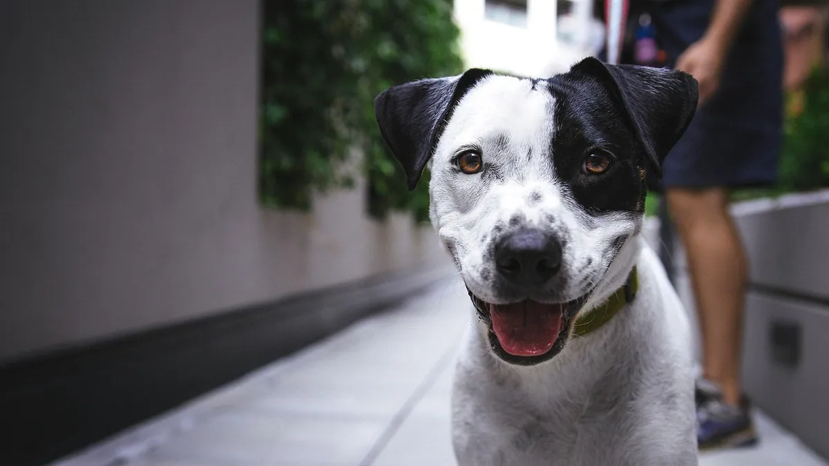 Enalapril or Benazepril for Dogs With Kidney Disease