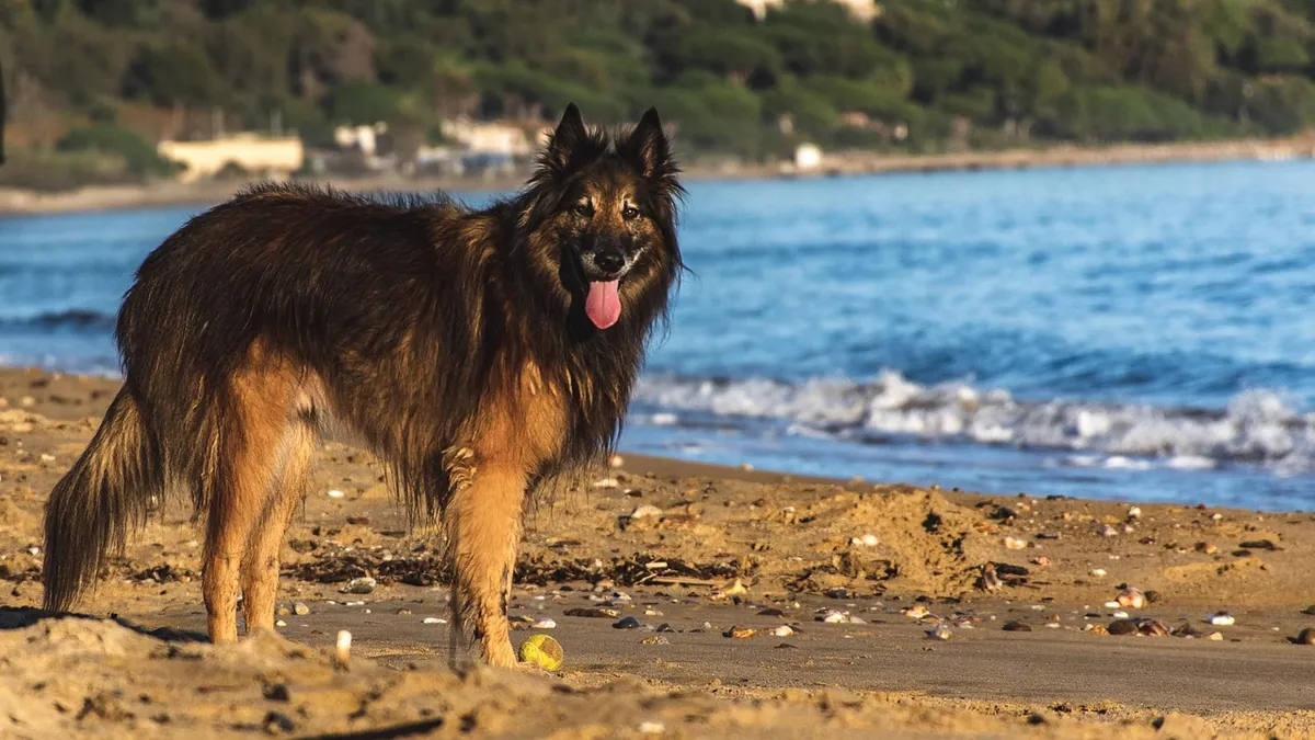 Enalapril for Dogs: Side Effects and What It Does