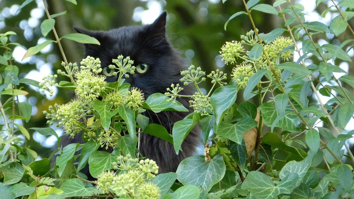 Is English Ivy Safe for Cats? Toxicity and Symptoms
