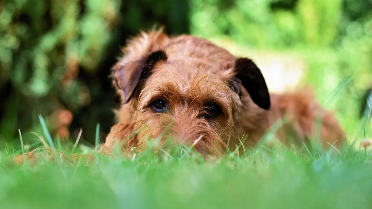 Is English Ivy Toxic to Dogs? Signs and What to Do