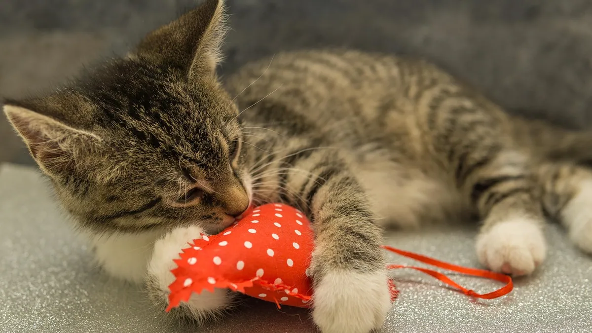 Enlarged Heart in Cats: Causes, Stages, and Life Expectancy