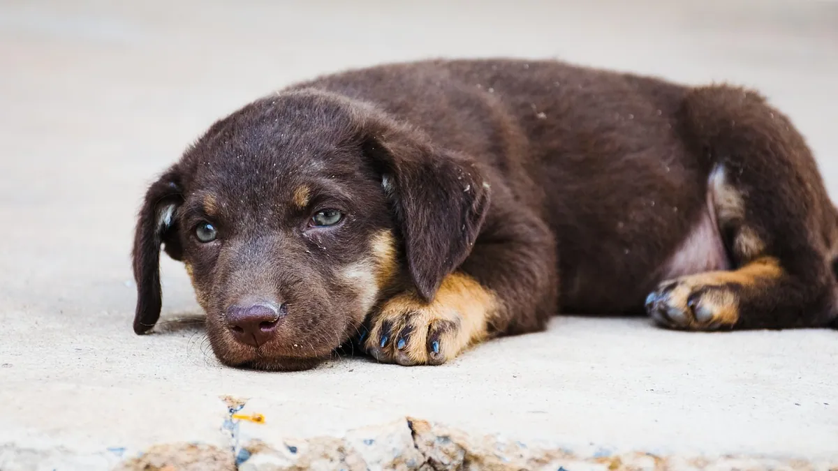 Enlarged Heart in Dogs: Life Expectancy With and Without Treatment