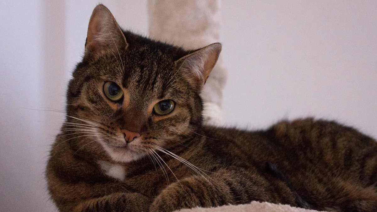 Enlarged Heart in Cats: Causes and What It Means