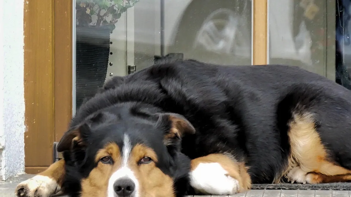 Enlarged Heart in Dogs: Symptoms, Causes, and Stages