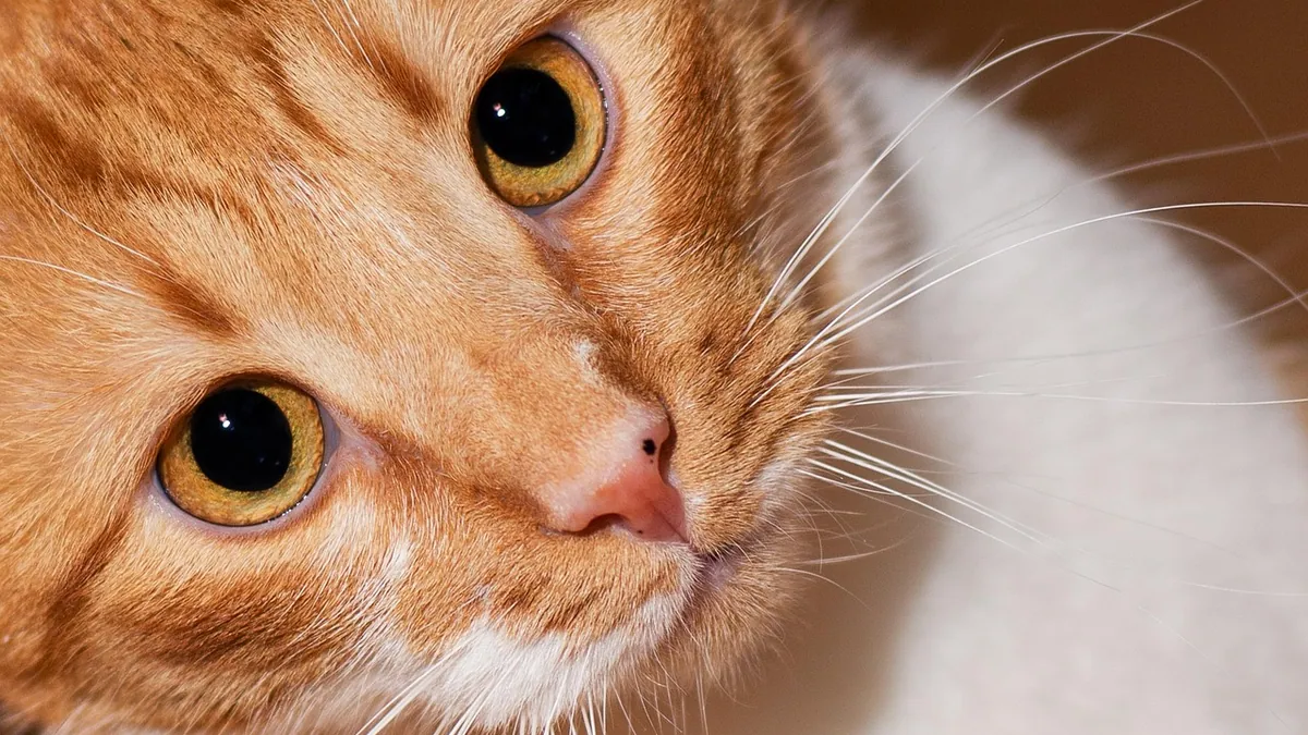 Enlarged Liver in Cats: Causes and What It Means
