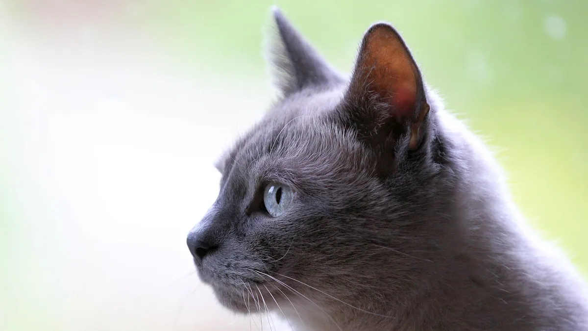 Enrofloxacin for Cats: Dosage, Side Effects, and Safety