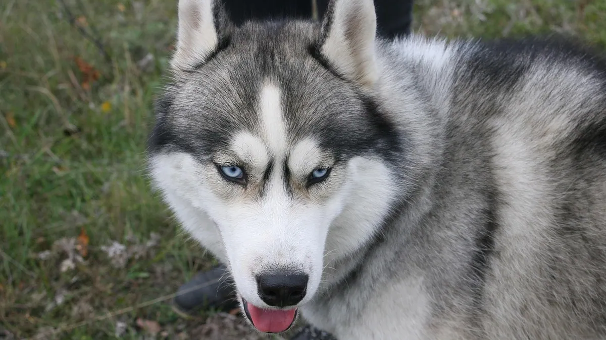 Is Entropion in Dogs Hereditary? Breeds and Risk Explained