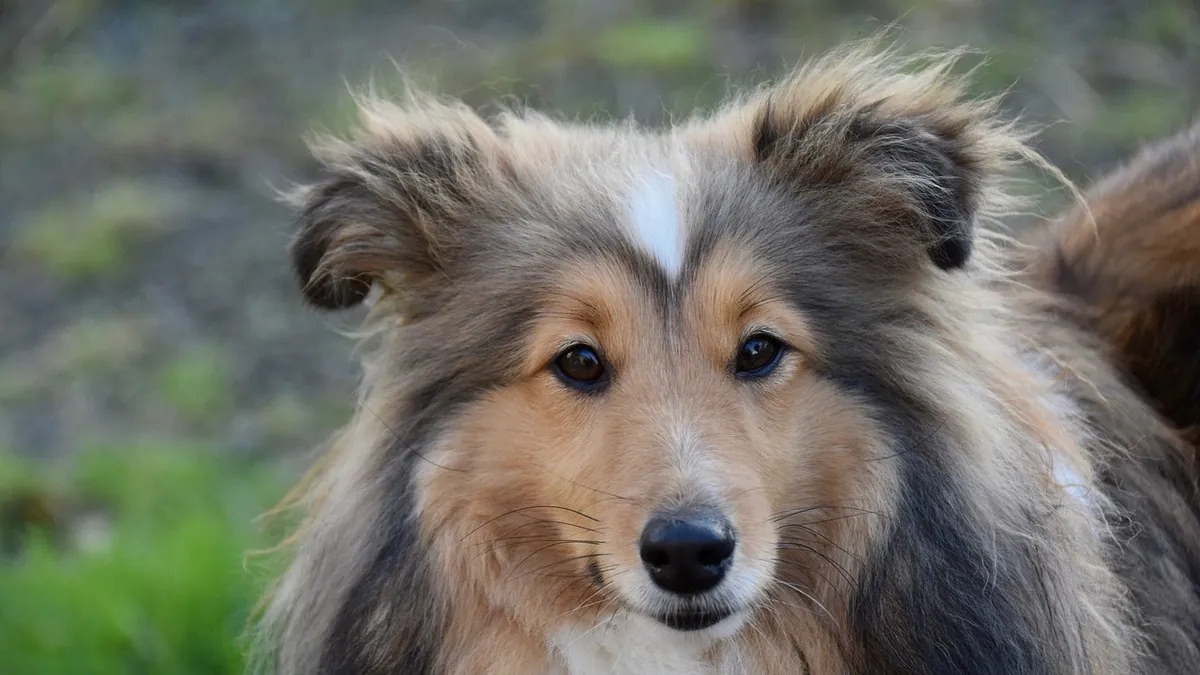 Entropion in Dogs: Symptoms, Causes and At-Risk Breeds