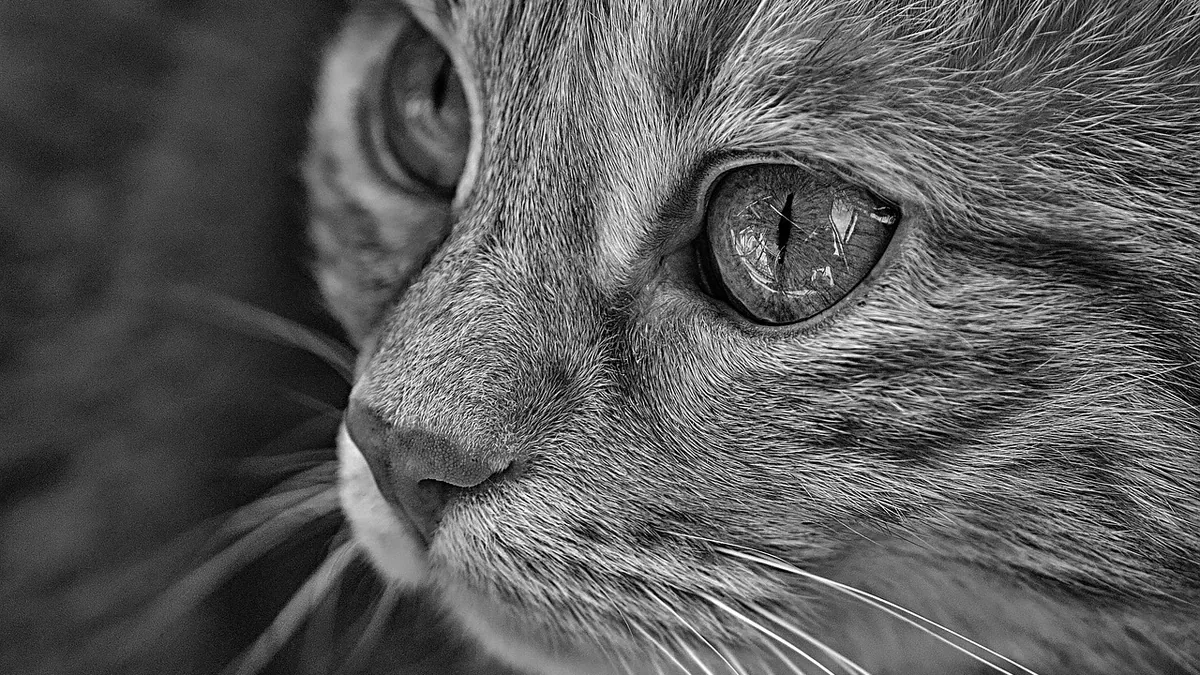 Entropion in Cats: Symptoms, Surgery, and Recovery