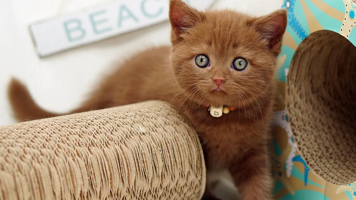 Entyce for Cats: Dose, Uses, and Safety Explained