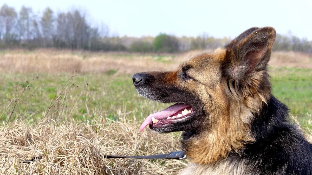 Eosinophilic Stomatitis in Dogs: Mouth Sores and Treatment