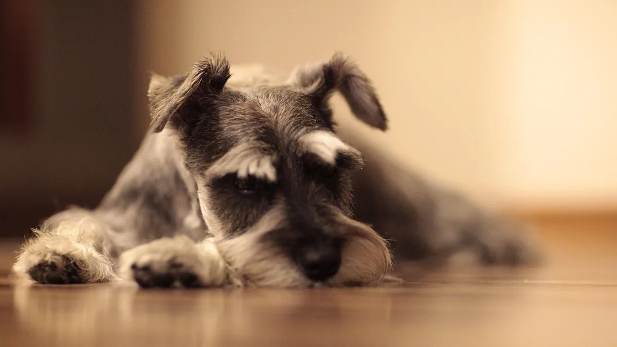 Epilepsy Triggers in Dogs: What Sets Off Seizures