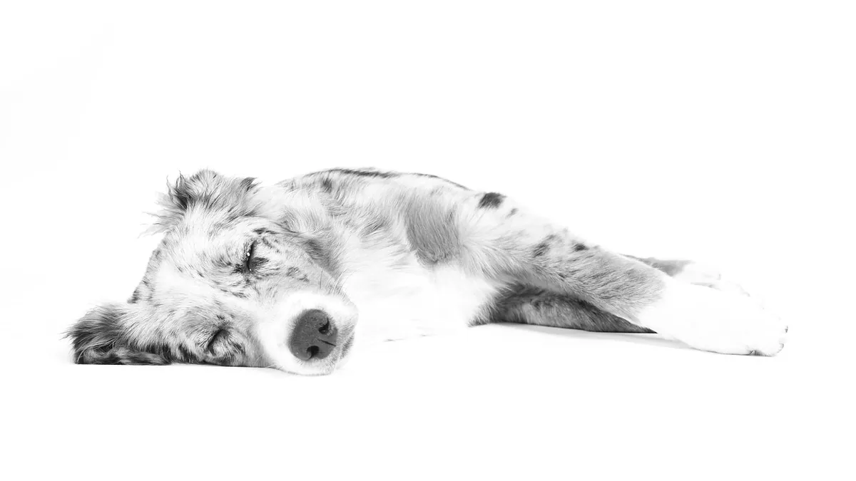 Epilepsy in Dogs: Age of Onset and Life Expectancy