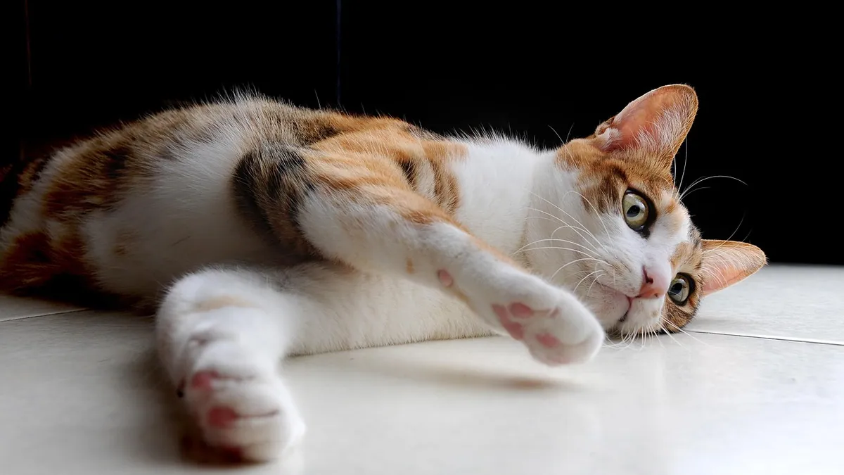 Epilepsy in Cats: Symptoms, Triggers, and Diagnosis
