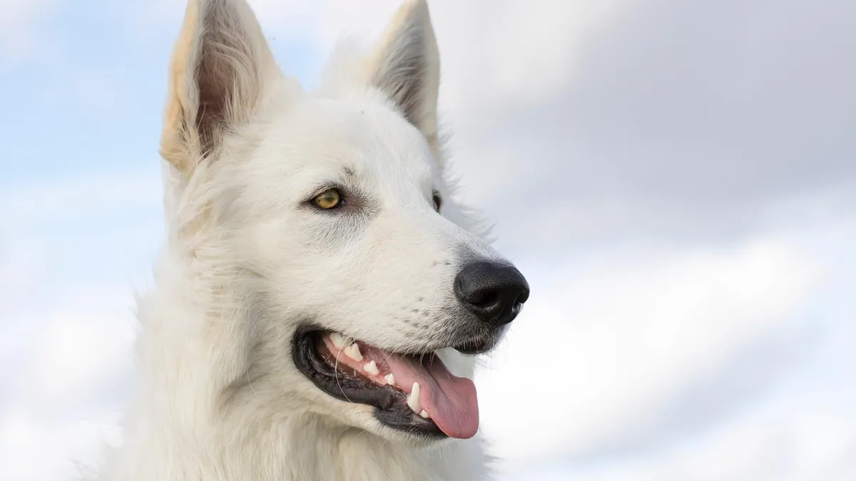Epsom Salt for Dogs With Constipation: Safe or Not?