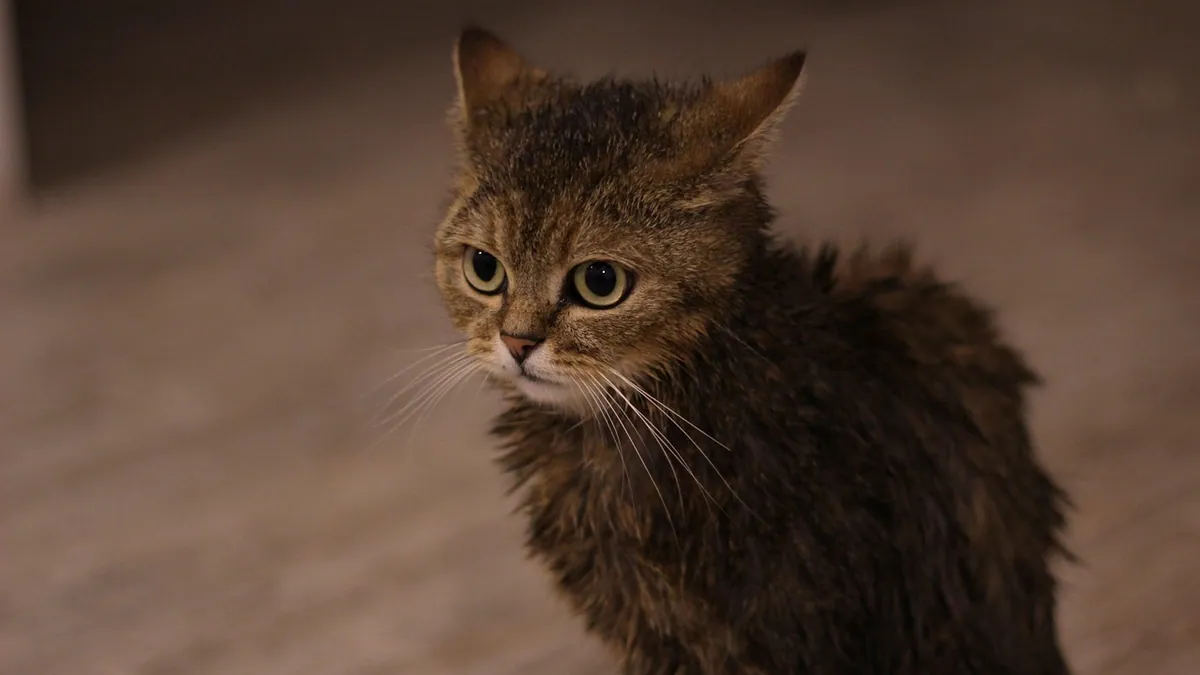 Epsom Salt for Cats: Safe Uses and Poisoning Risks