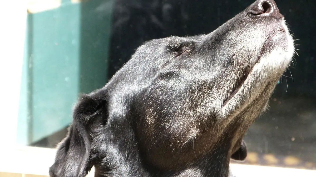 Are Essential Oils Toxic to Dogs? Diffuser Safety