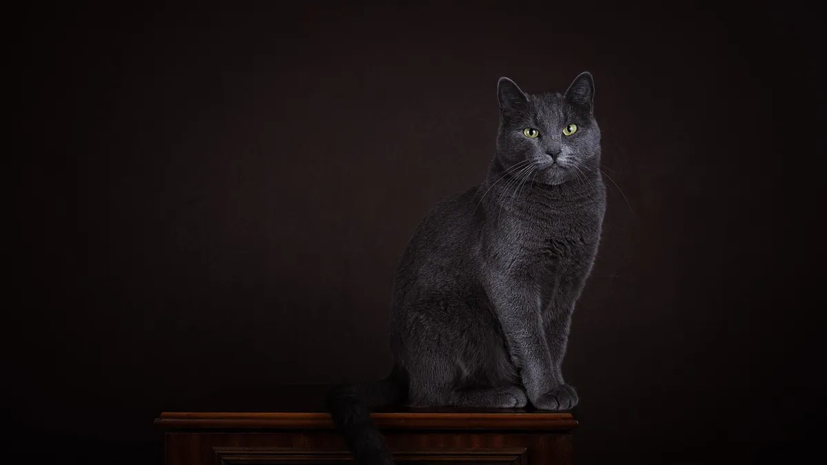Are Eucalyptus Candles Toxic to Cats?