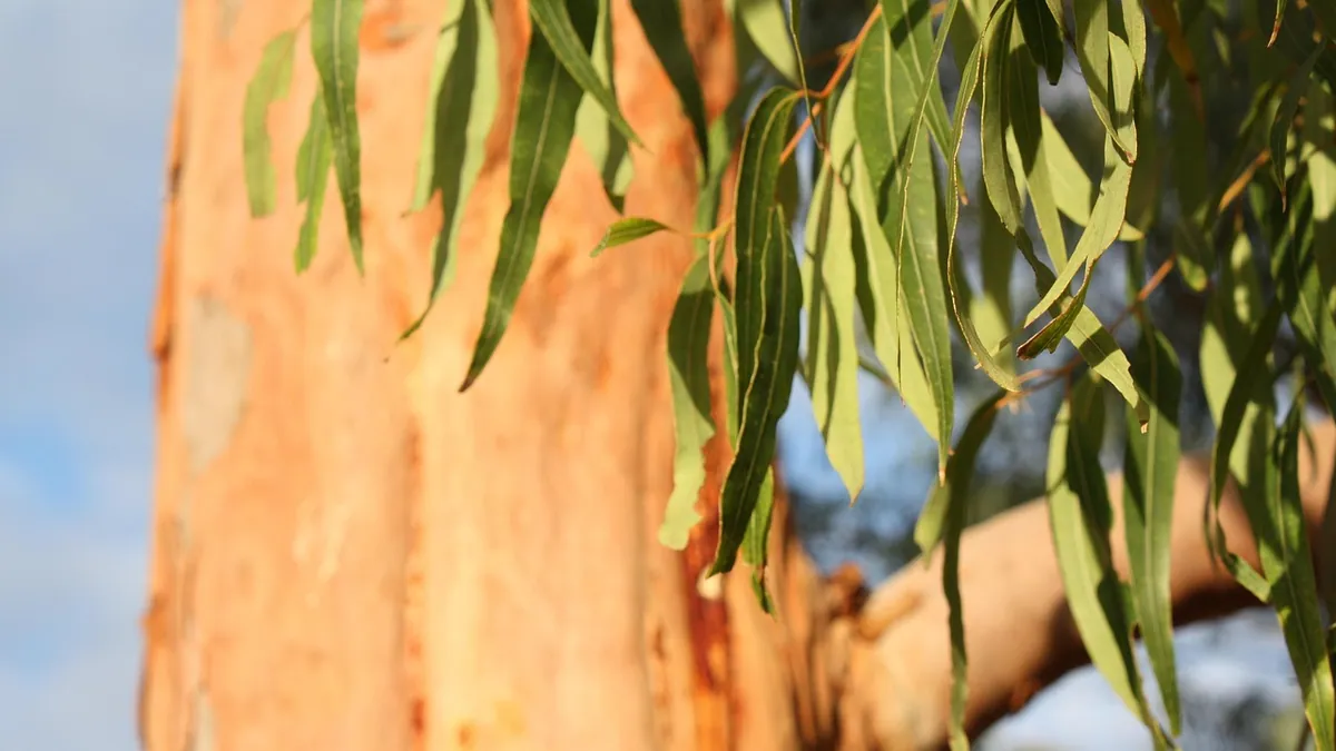 Is Eucalyptus Toxic to Dogs and Cats? Oil and Plant Risks
