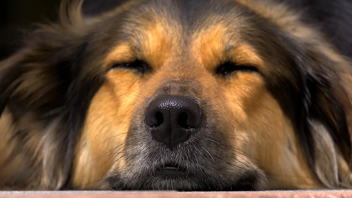 Why Is My Dog Sneezing So Much? Causes and When to Worry