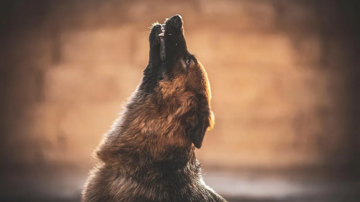 OTC Expectorants for Dogs: Safe Options and Risks