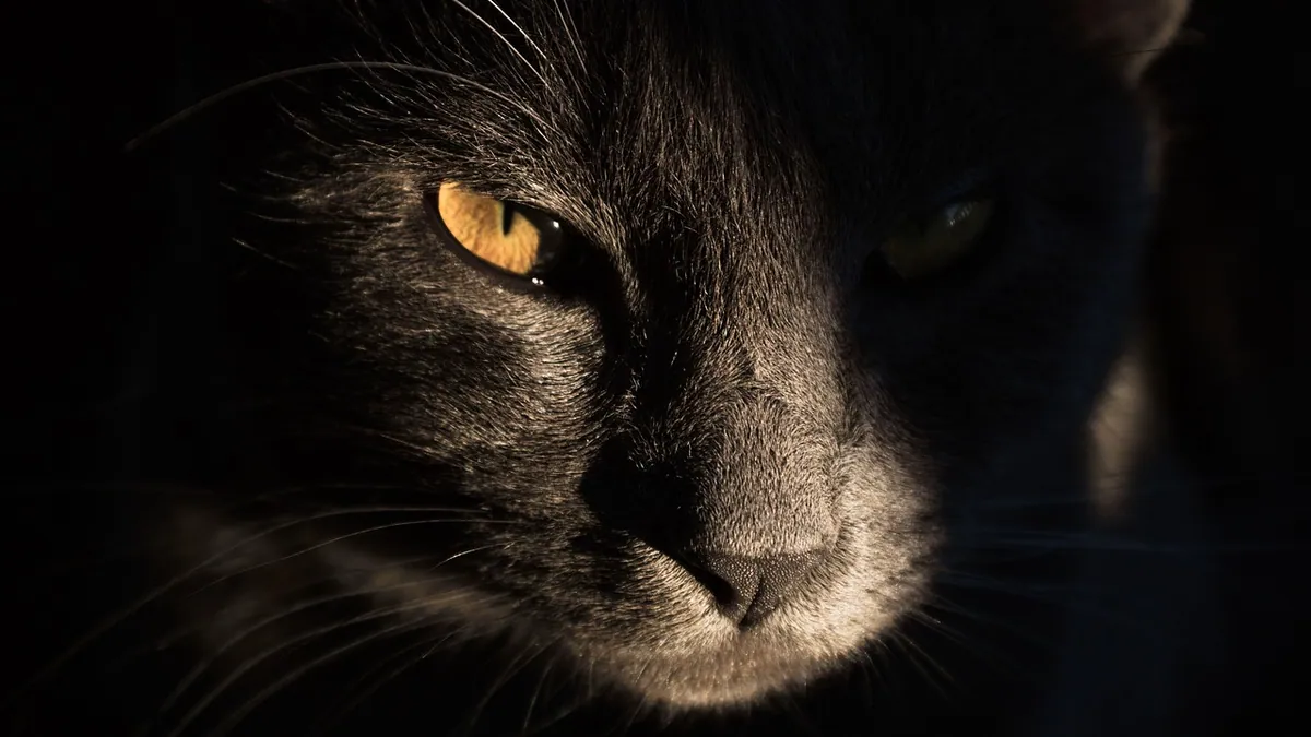 Eye Mucus in Cats: Causes and When to See a Vet