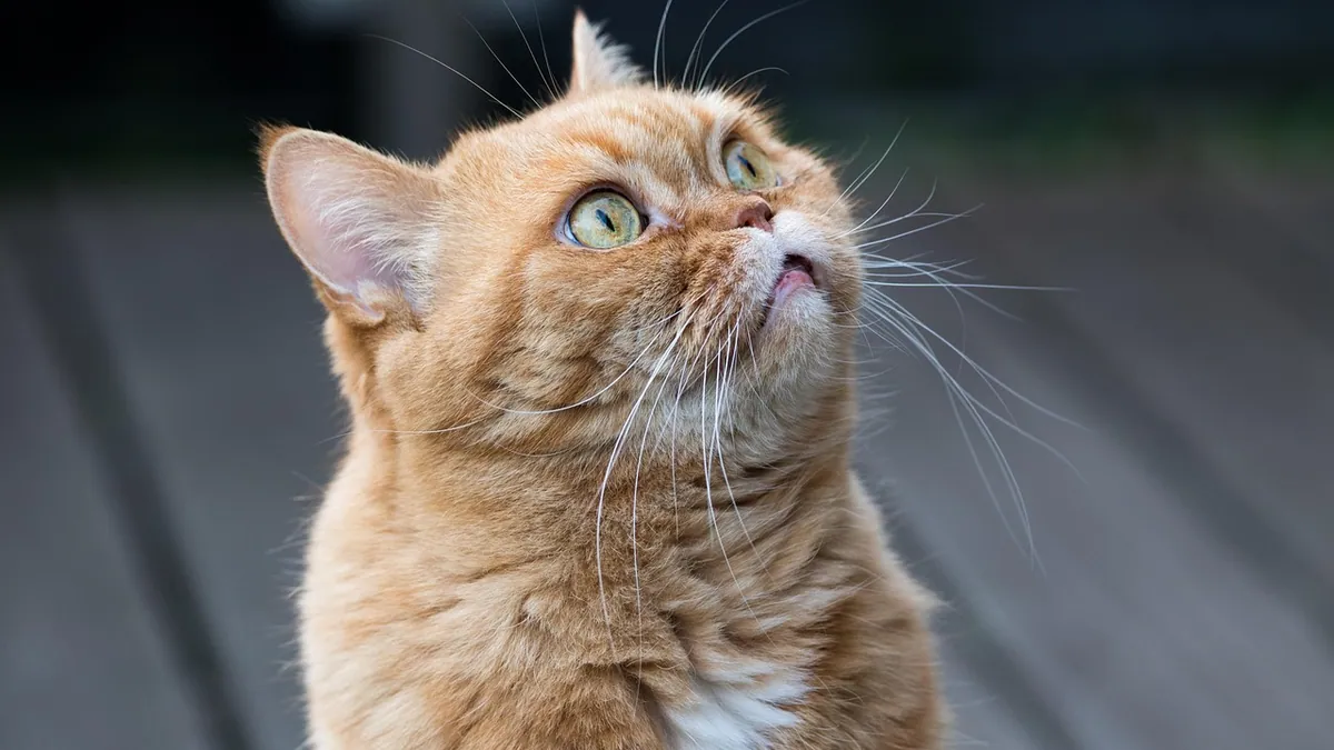 Eye Ulcers in Cats: Symptoms, Causes, and Treatment
