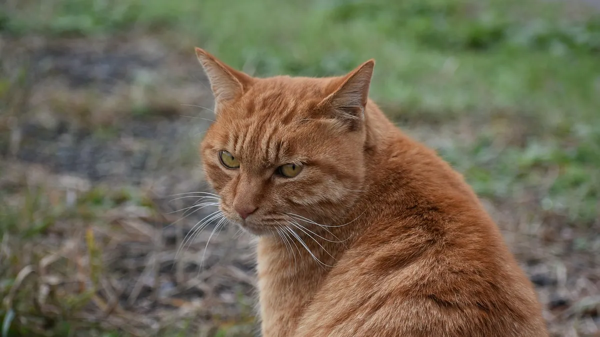 Facial Paralysis in Cats: Causes and What It Means