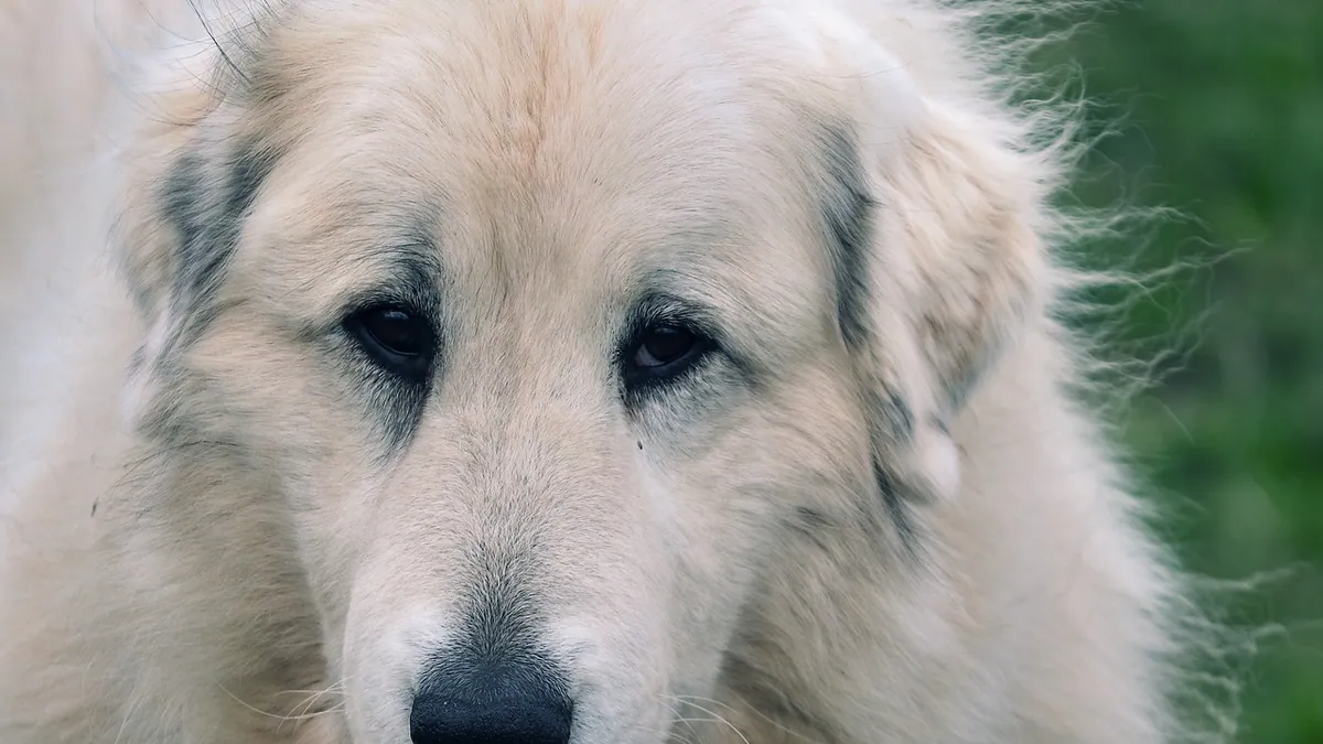 Facial Paralysis in Dogs: Causes, Recovery, and Care